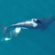 Illustration for article titled Drone Captures First-Ever Aerial Photos Of Nursing Orca Calf
